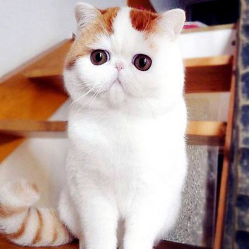 Экзотическая короткошерстная (exotic Shorthair) кошка.