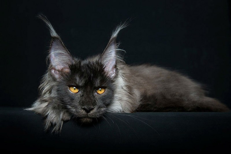 Кошка Мейн кун