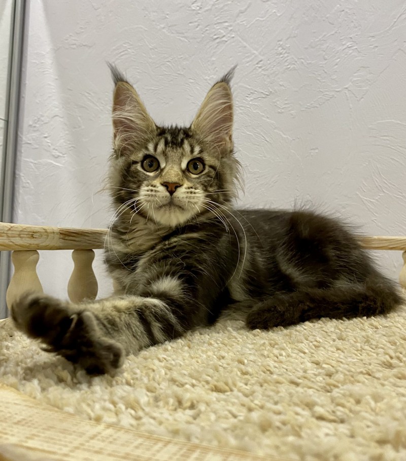 Кошка Мейн кун с котятами