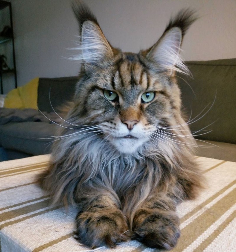 Кошка Мейн кун