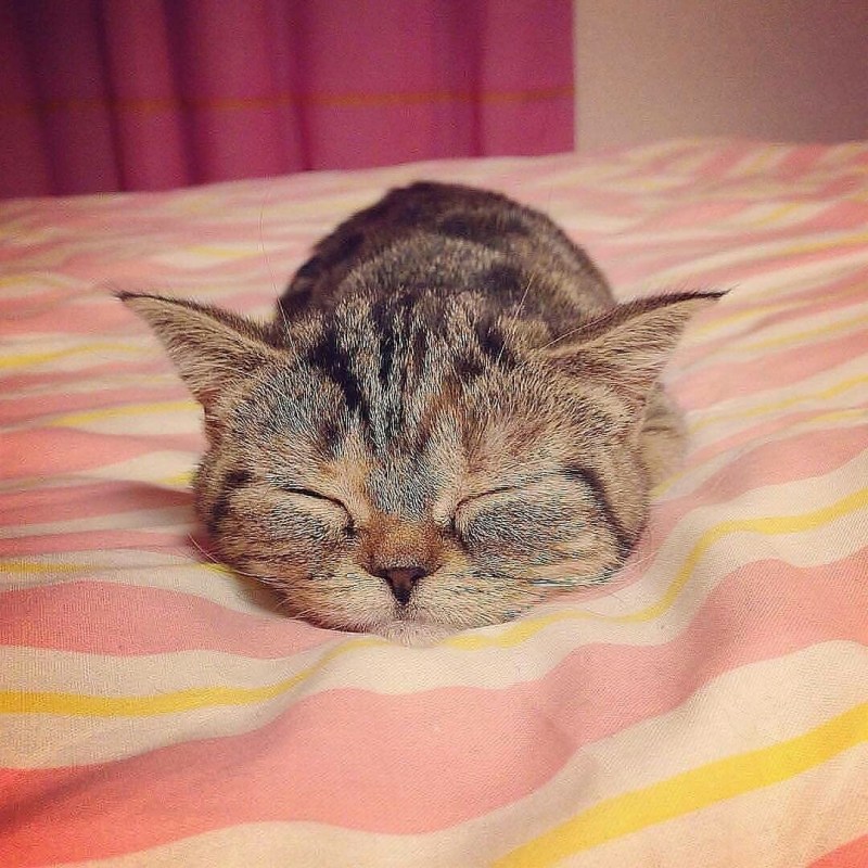 Спящий кот