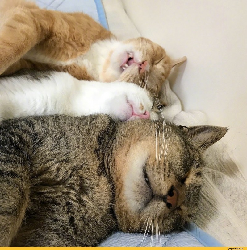 Кошка сопит