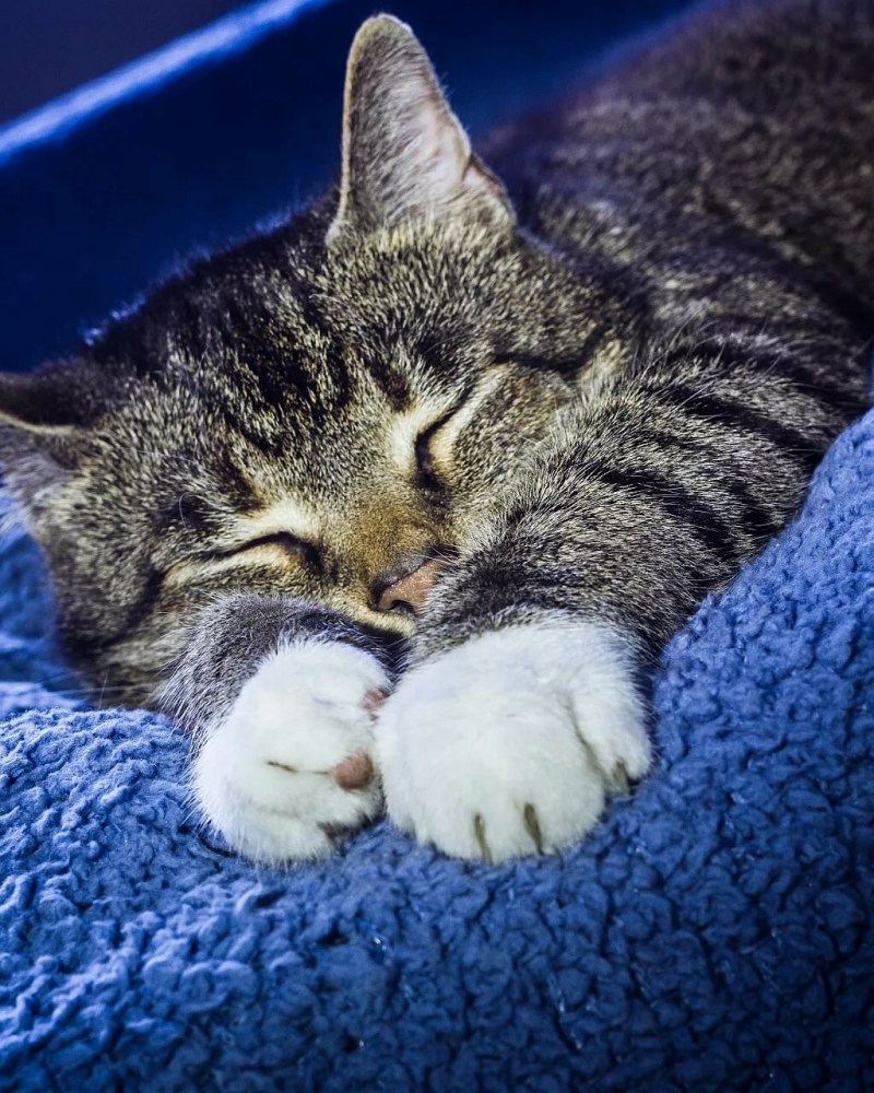 Спящие котики