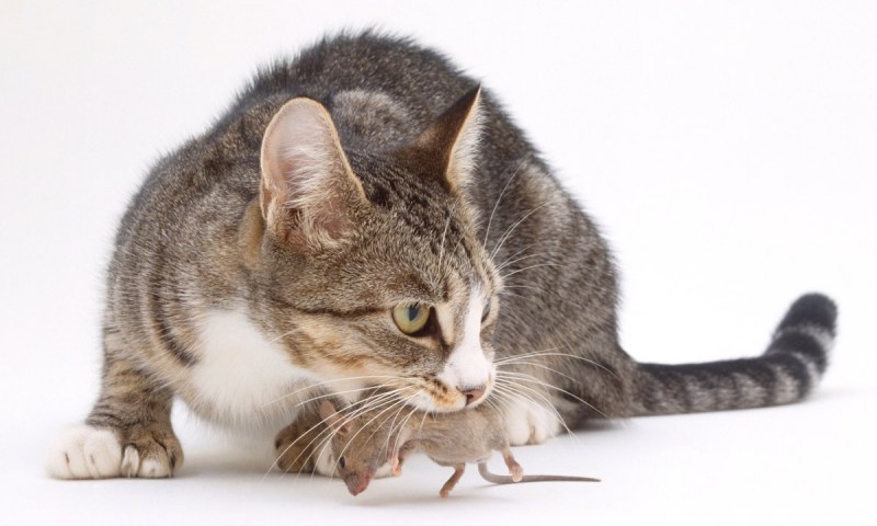 Кошка мышелов