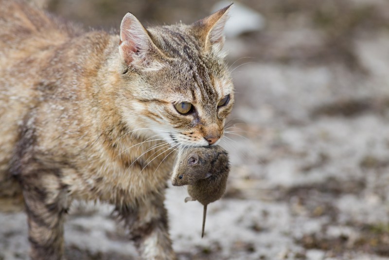 Кошка с добычей
