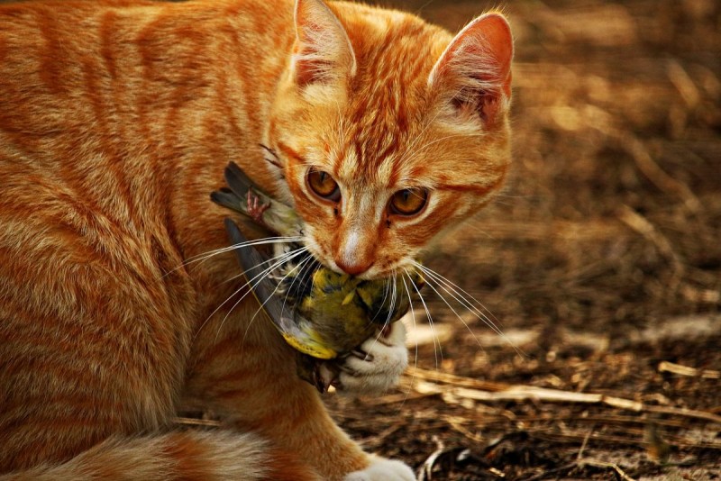 Рыжий бенгальский кот