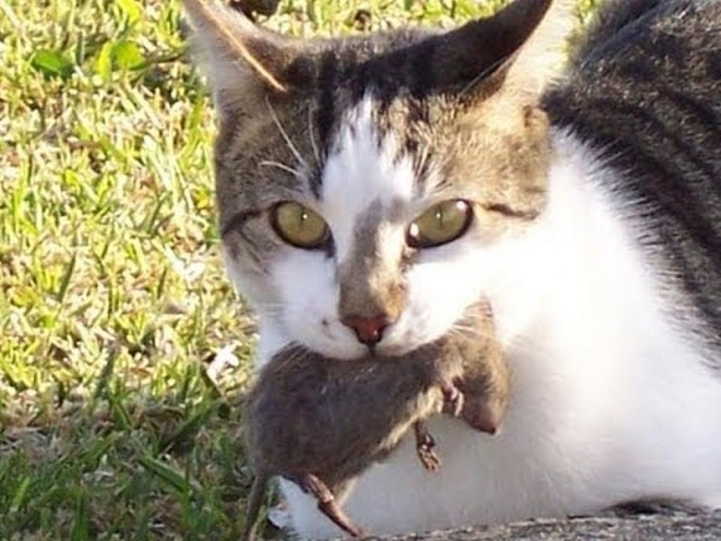 Кошка с мышкой в зубах