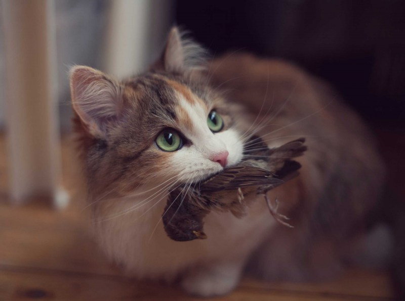 Коты с мышью в зубах