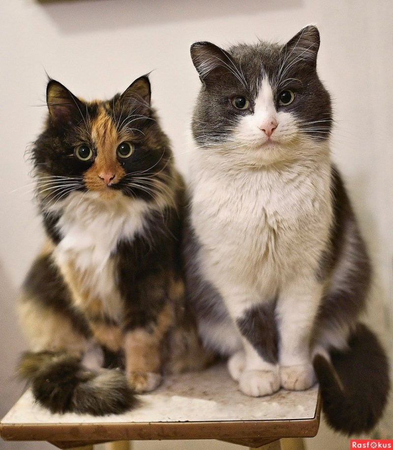Шесть котов