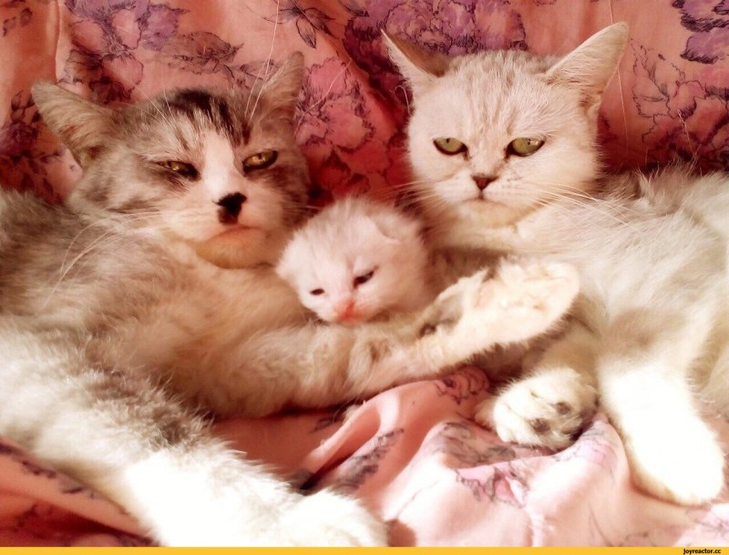 Рыжий кот братан