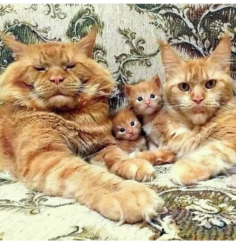 Кот, кошка и котенок