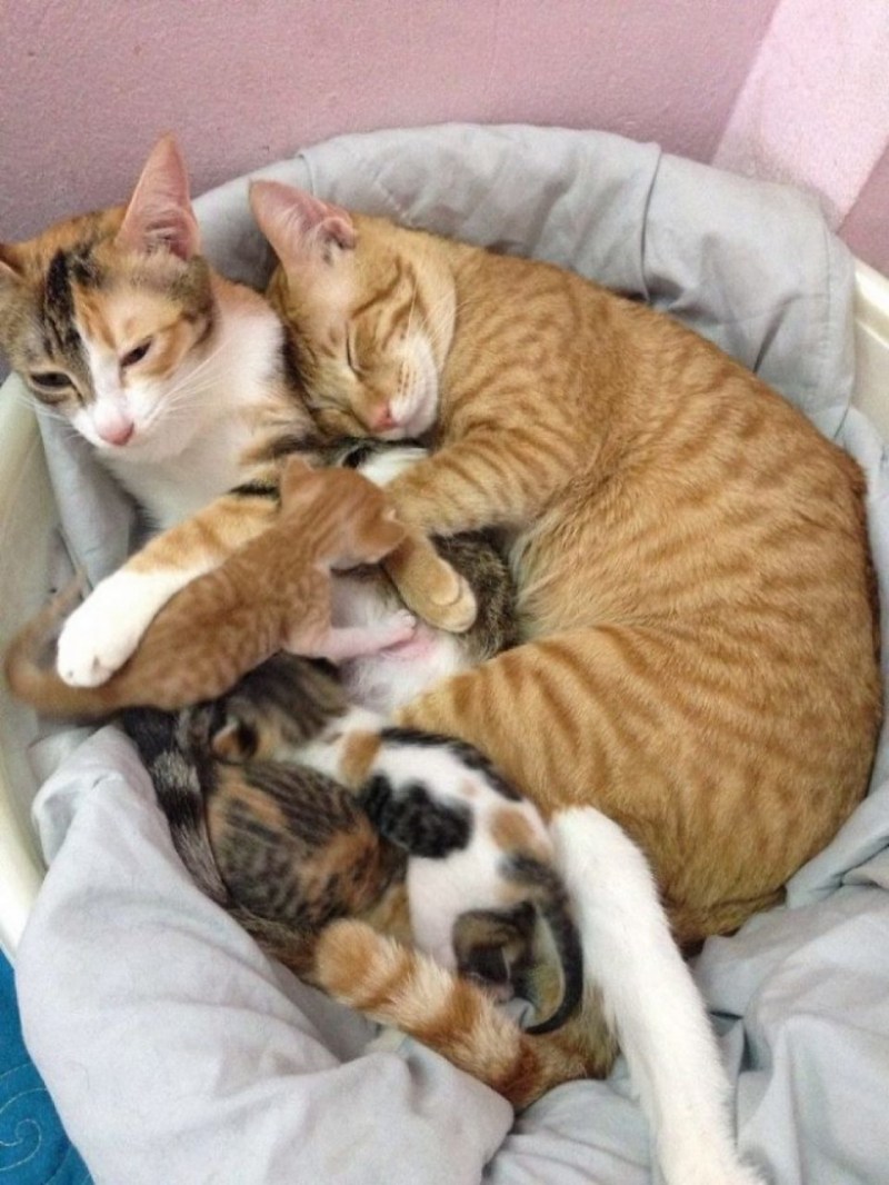 Семья кошек