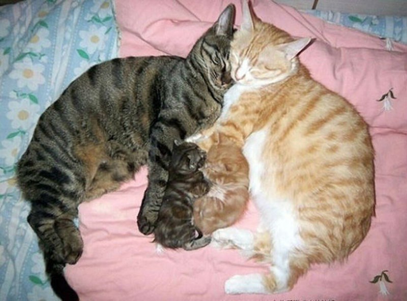 Кошачья семья
