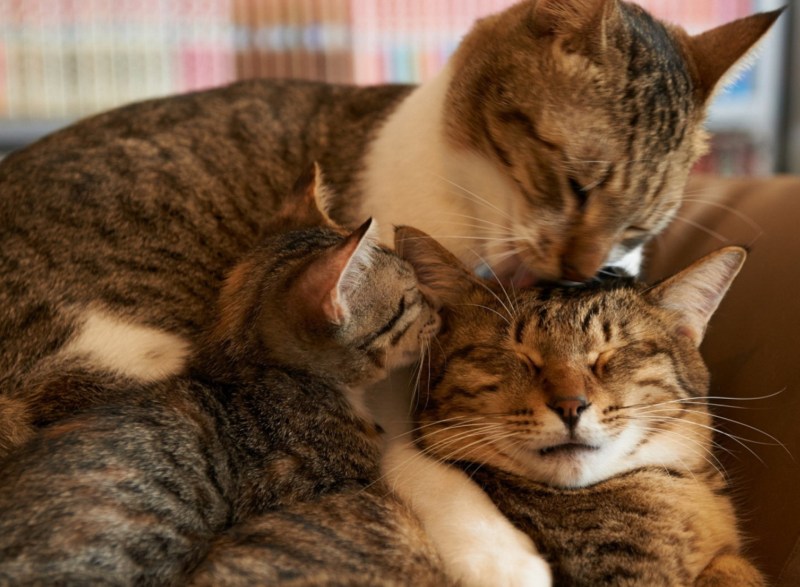 Кошачья семья