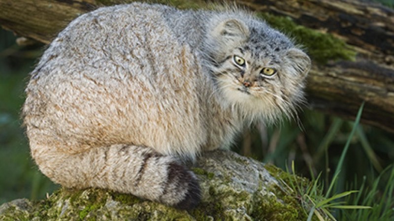Горная кошка Манул