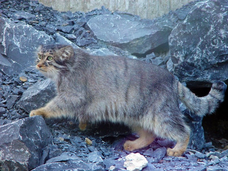 Сибирский Манул