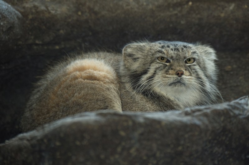 Дикая кошка Манул
