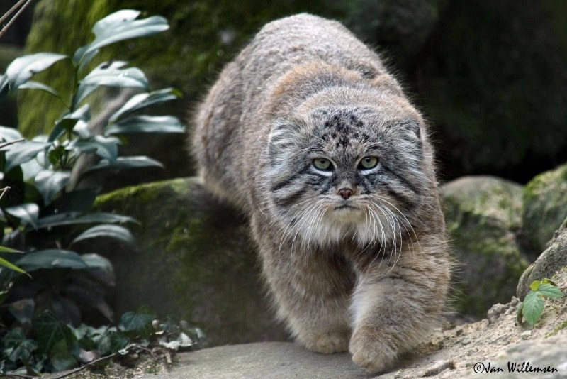 Кот Манул в Забайкалье