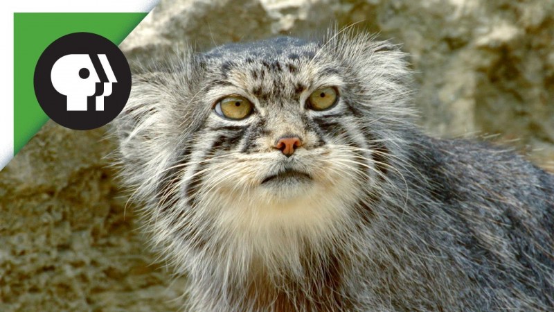 Сибирская кошка Манул