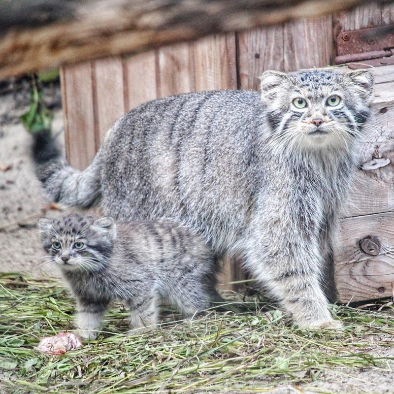 Сибирский дикий кот Манул