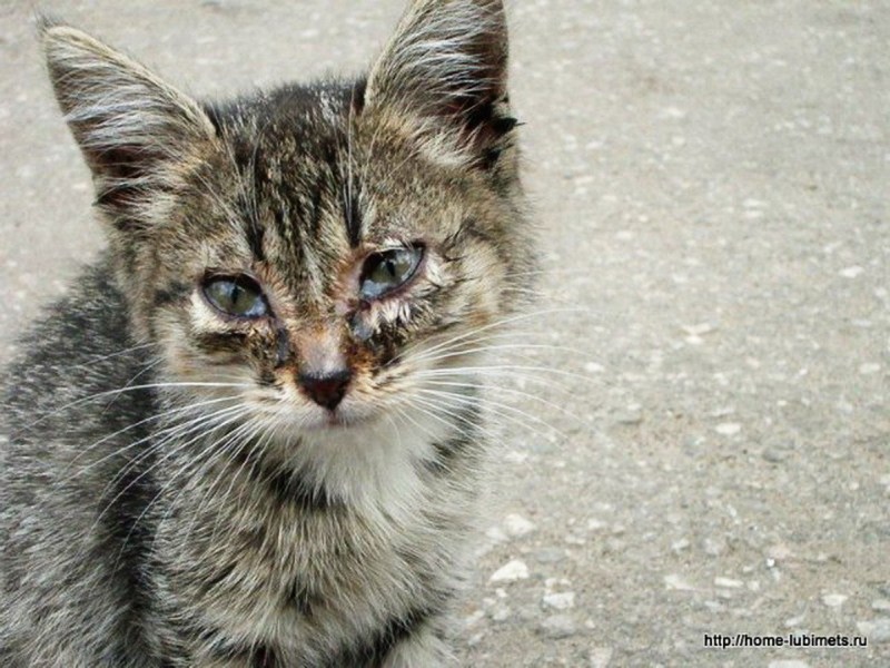 Кот плачет