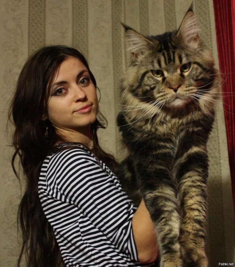 Большой кот Мейн кун