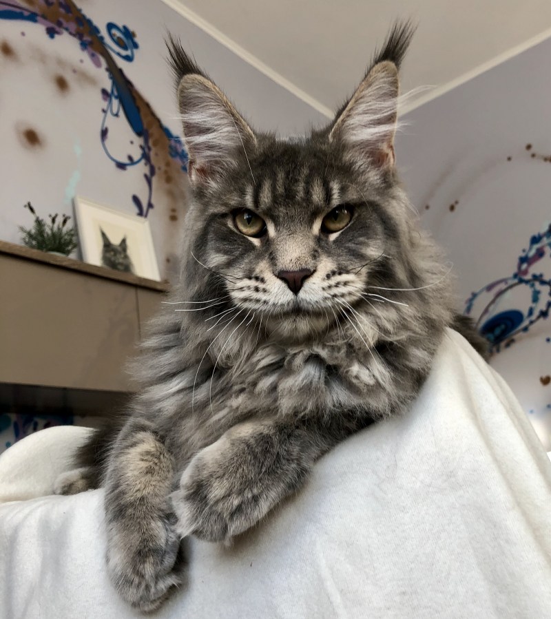 Кот Мейн кун с человеком