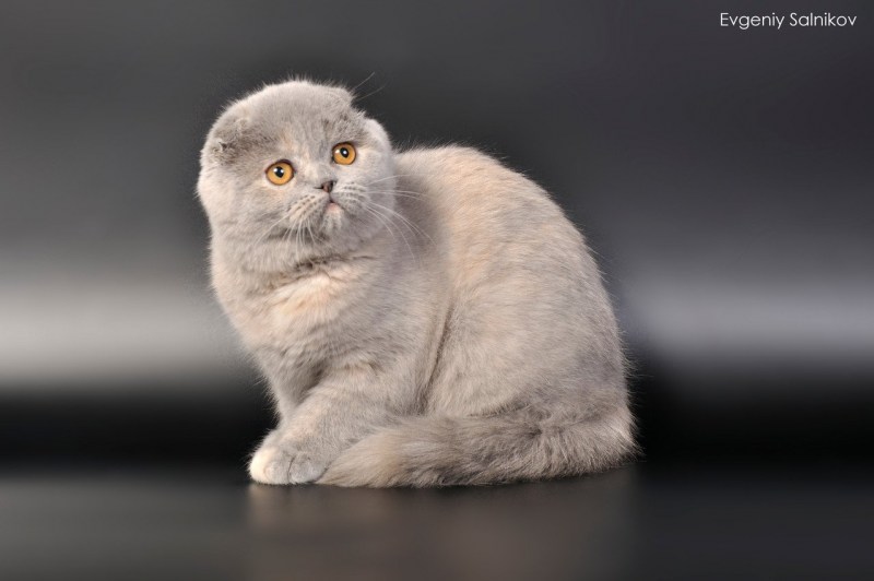 Шотландский вислоухий скоттиш e21