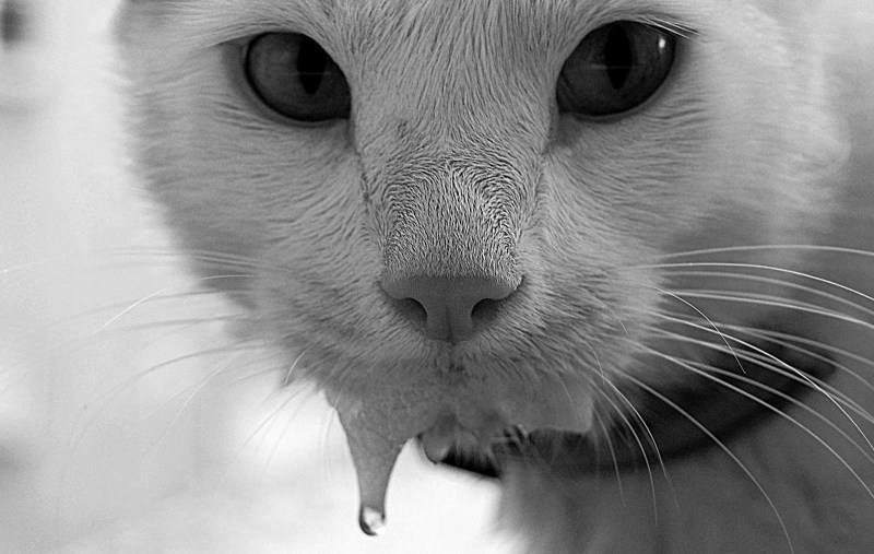 Котики обормотики