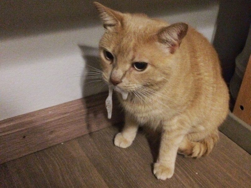 Кошку тошнит