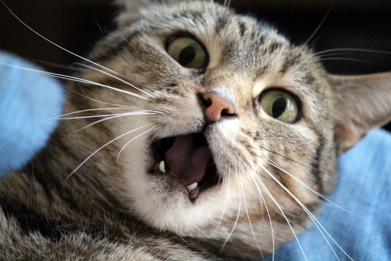 Слюнявый смешной кот