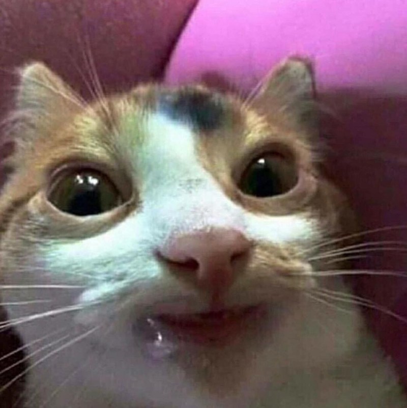 Кошка привереда