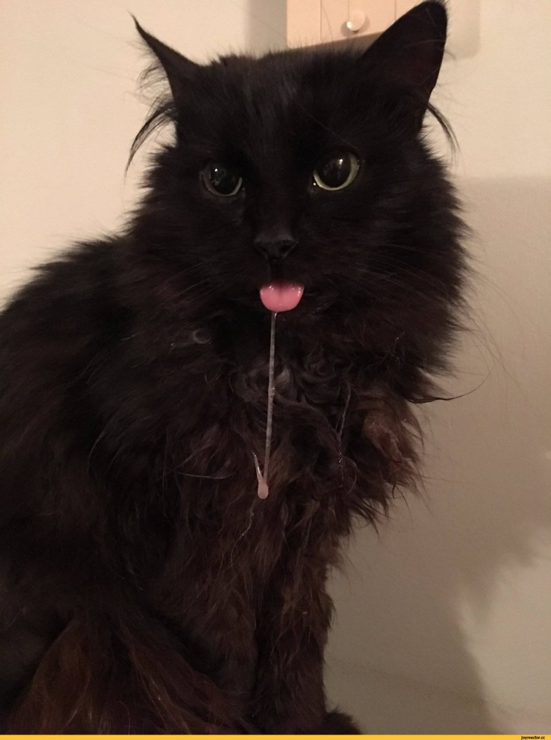 Бешеные коты