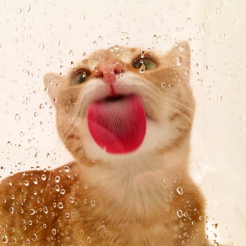 Кот лакает воду