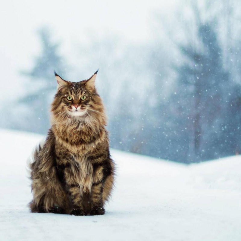 Дикие коты Мейн кун