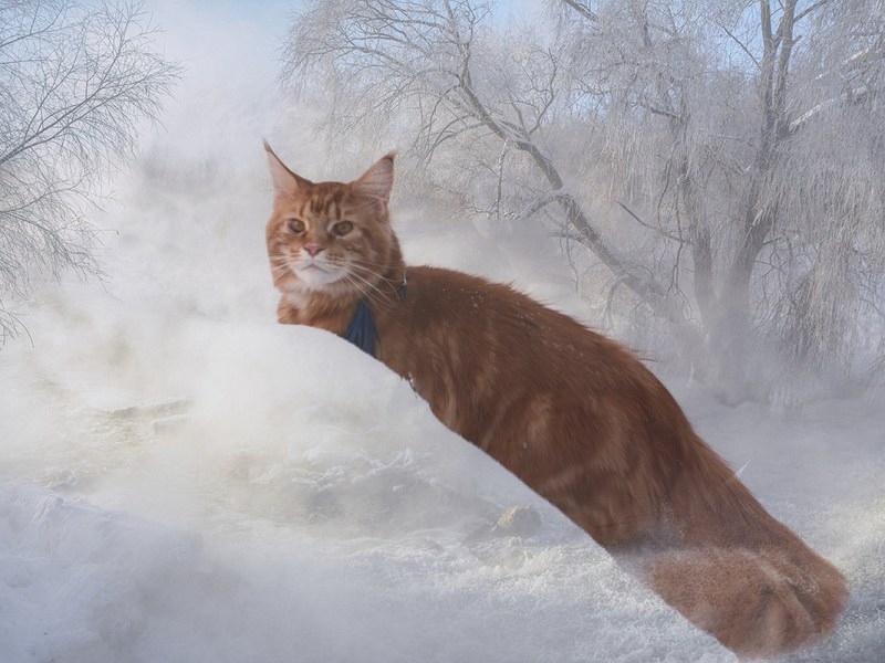 Рыжий Мейн кун на снегу