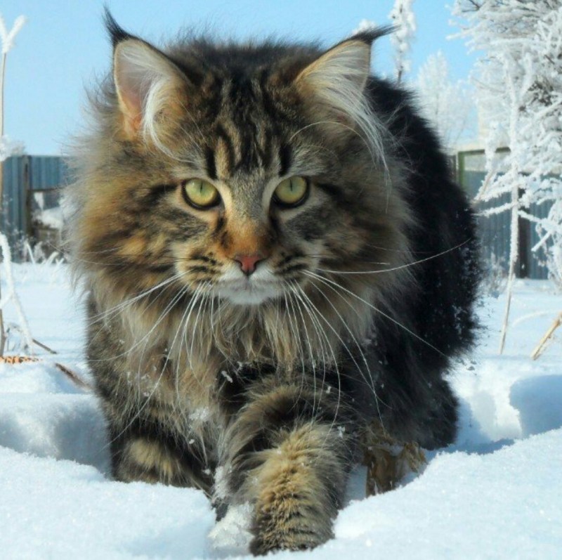 Сибирский кот и Мейн кун