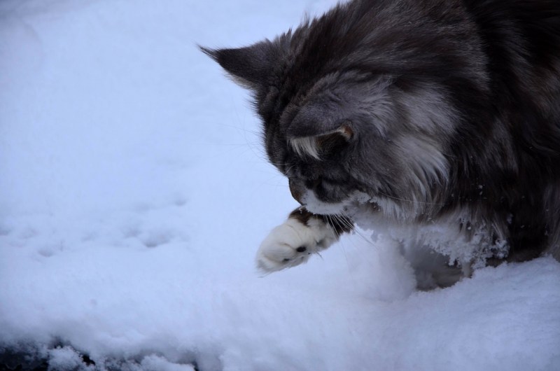 Кот в снегу