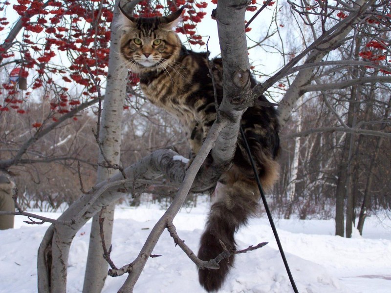 Кот на дереве зимой
