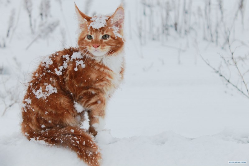 Рыжая кошка на снегу