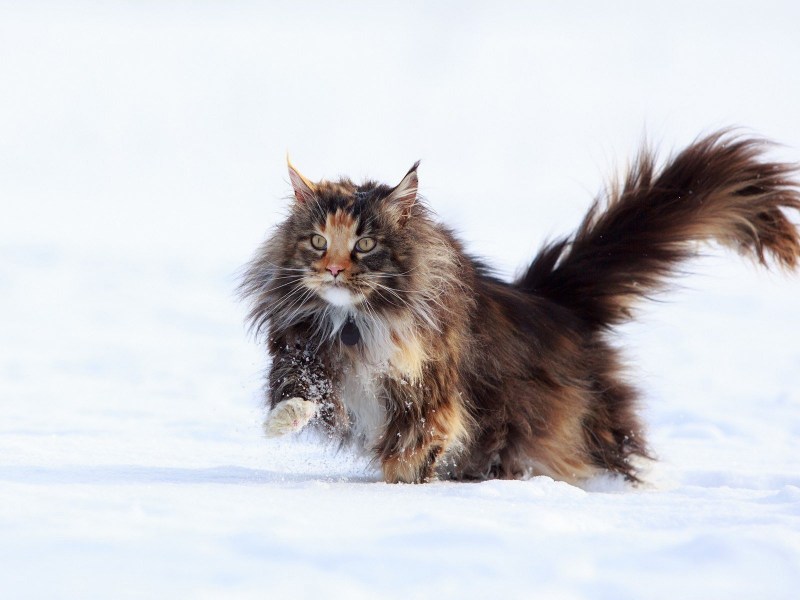 Кот снежок Мейн кун