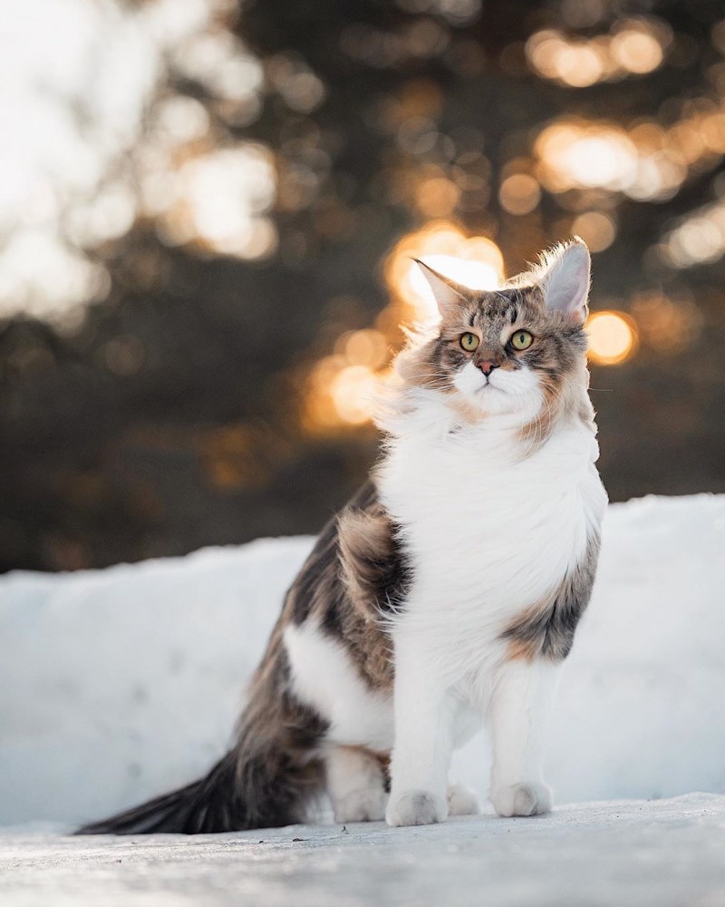 Кошка зима