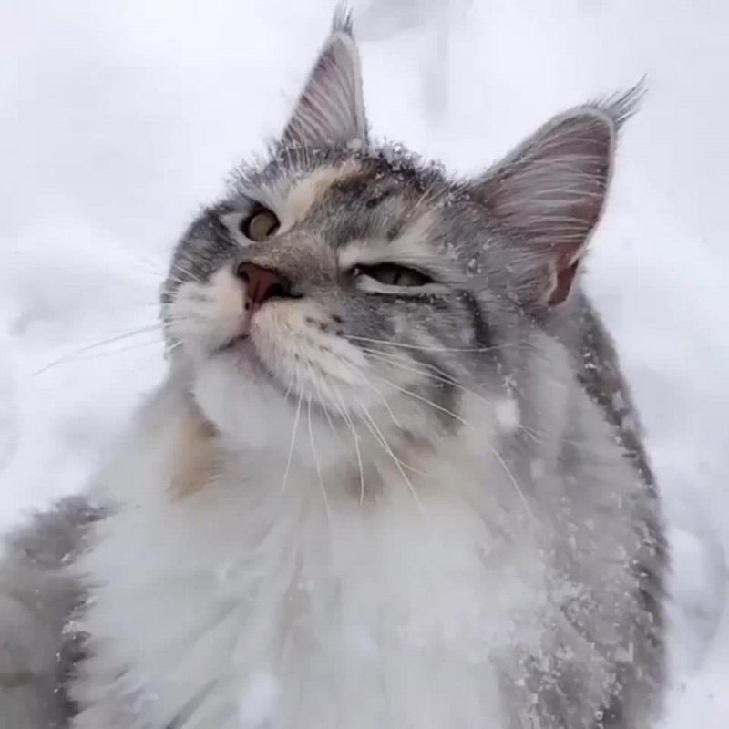 Кот снежок Мейн кун