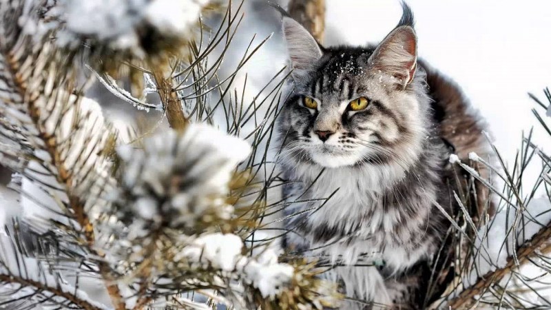 Кот бежит Мейн кун