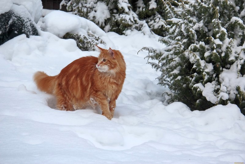 Рыжие коты зимой