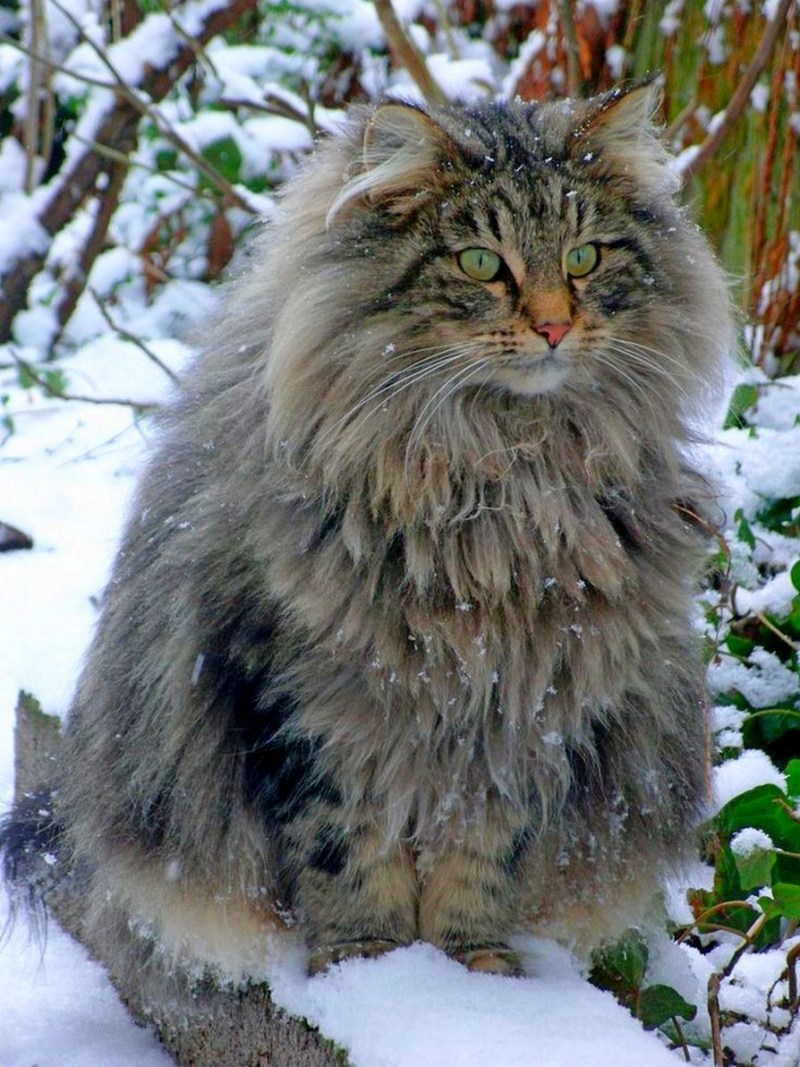 Норвежская длинношерстная Лесная кошка