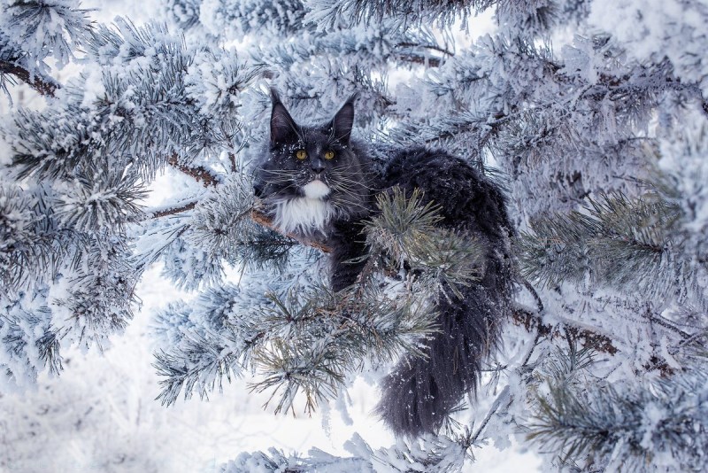 Норвежский Лесной кот