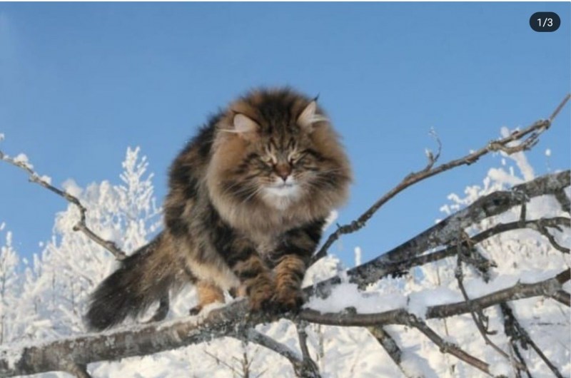 Мейн куна