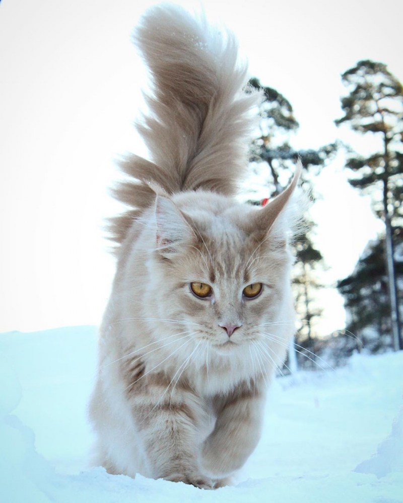 Мейн кун серебристый