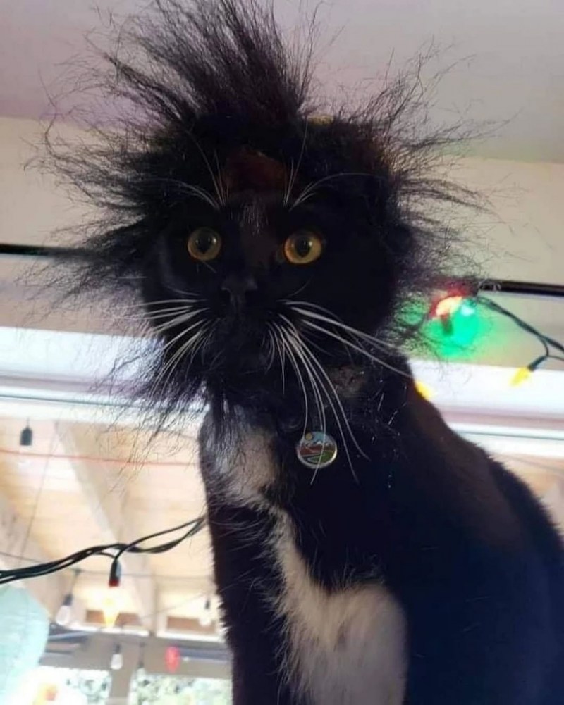 Растрепанная кошка